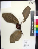 蘭嶼肉豆蔻藏品圖，第1張