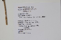 蘿芙木藏品圖，第2張