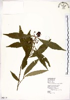 疏齒紫珠、恆春紫珠藏品圖，第1張