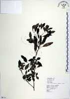 水雞油藏品圖，第1張