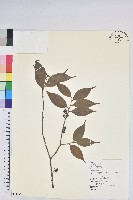 珍珠花、長尾葉越橘藏品圖，第1張