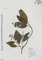 山香圓藏品圖，第1張