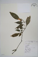 臺灣馬藍藏品圖，第1張