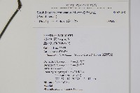 臺灣馬藍藏品圖，第2張