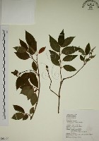 大葉溲疏藏品圖，第1張