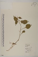 黃金珠藏品圖，第1張