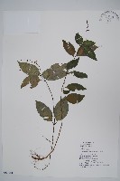 針刺草藏品圖，第1張