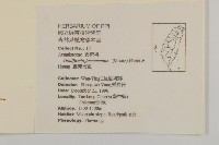 玉山木薑子藏品圖，第2張