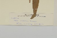 玉山木薑子藏品圖，第3張