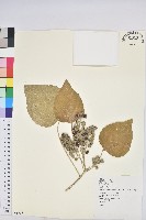 蟲屎藏品圖，第1張