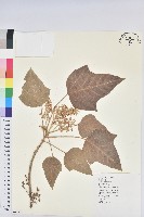 石栗藏品圖，第1張