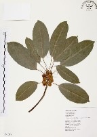 雀榕藏品圖，第1張