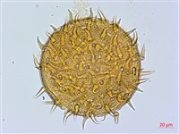 刺芙蓉藏品圖，第1張