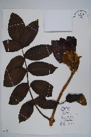 火燄木藏品圖，第1張