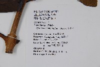 火燄木藏品圖，第2張