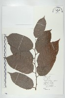 凳吉紅柳桉藏品圖，第1張