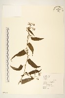 蔓黃菀藏品圖，第1張