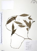 風藤藏品圖，第1張