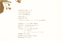 蔓黃菀藏品圖，第2張