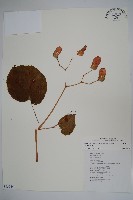 溪頭秋海棠藏品圖，第1張