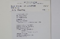 溪頭秋海棠藏品圖，第2張