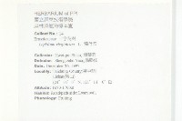 獨行菜藏品圖，第2張