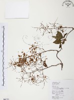 臺灣何首烏藏品圖，第1張