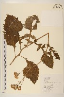 黃花三七草藏品圖，第1張