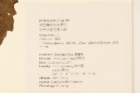 黃花三七草藏品圖，第2張