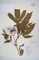 冇骨消藏品圖，第1張