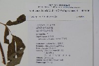 冇骨消藏品圖，第2張