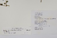 臺灣馬藍藏品圖，第2張