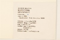 蔓澤蘭藏品圖，第2張