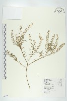 獨行菜藏品圖，第1張