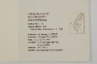 臭杏、土荊芥藏品圖，第2張