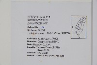 臺灣赤楊、臺灣榿木藏品圖，第2張