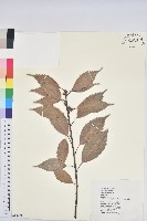 青剛櫟、鐵椆藏品圖，第1張