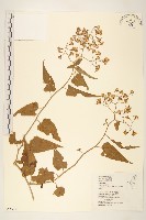 蔓黃菀藏品圖，第1張