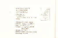 蔓黃菀藏品圖，第2張