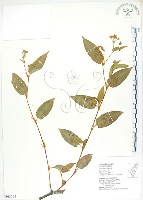 火炭母草、清飯藤藏品圖，第1張