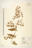 蔓黃菀藏品圖，第1張