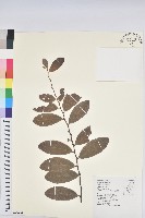 土密樹藏品圖，第1張