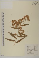 臺灣馬蘭藏品圖，第1張