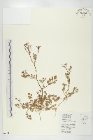 焊菜藏品圖，第1張