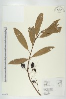 杜英、山杜英、蘭嶼杜英藏品圖，第1張