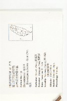 杜英、山杜英、蘭嶼杜英藏品圖，第2張