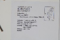 臺灣赤楊、臺灣榿木藏品圖，第2張