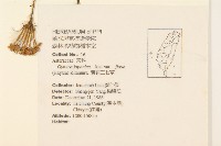 黃花三七草藏品圖，第2張