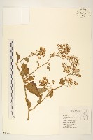 蔓黃菀藏品圖，第1張