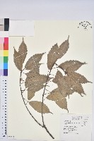 青剛櫟、鐵椆藏品圖，第1張